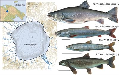 Thyroid-Mediated Metabolic Differences Underlie Ecological Specialization of Extremophile Salmonids in the Arctic Lake El’gygytgyn